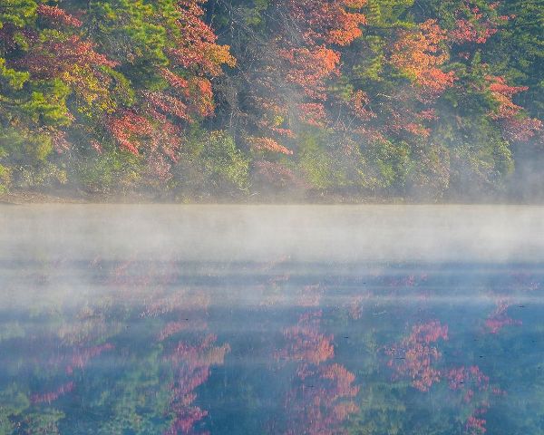 New Jersey-Belleplain State Forest Sunrise on lake fog